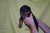 Puppies J